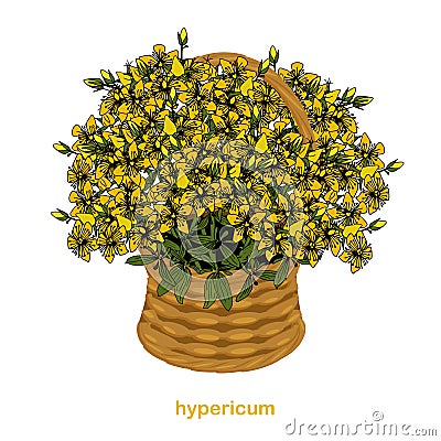 St. John`s wort medicinal herb in a basket. Yellow flowers hand drawn ink illustration Vector Illustration